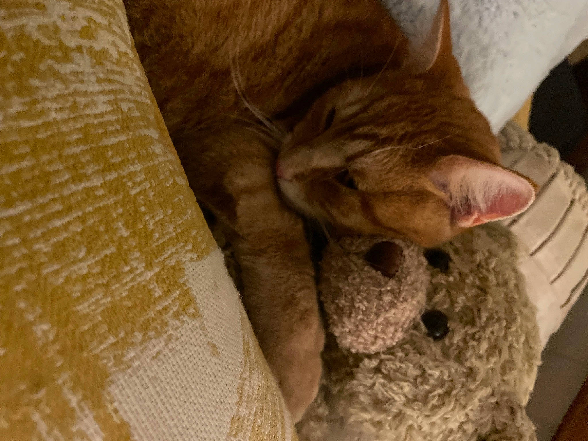 Xeon is registered to the contest to win money with this photo: carnivore, cat, cat_supply, claw, comfort, domestic_short_haired_cat, fawn, felidae, flooring, fur, linens, nap, paw, sleep, small_to_medium_sized_cats, snout, tail, whiskers, wood, wool