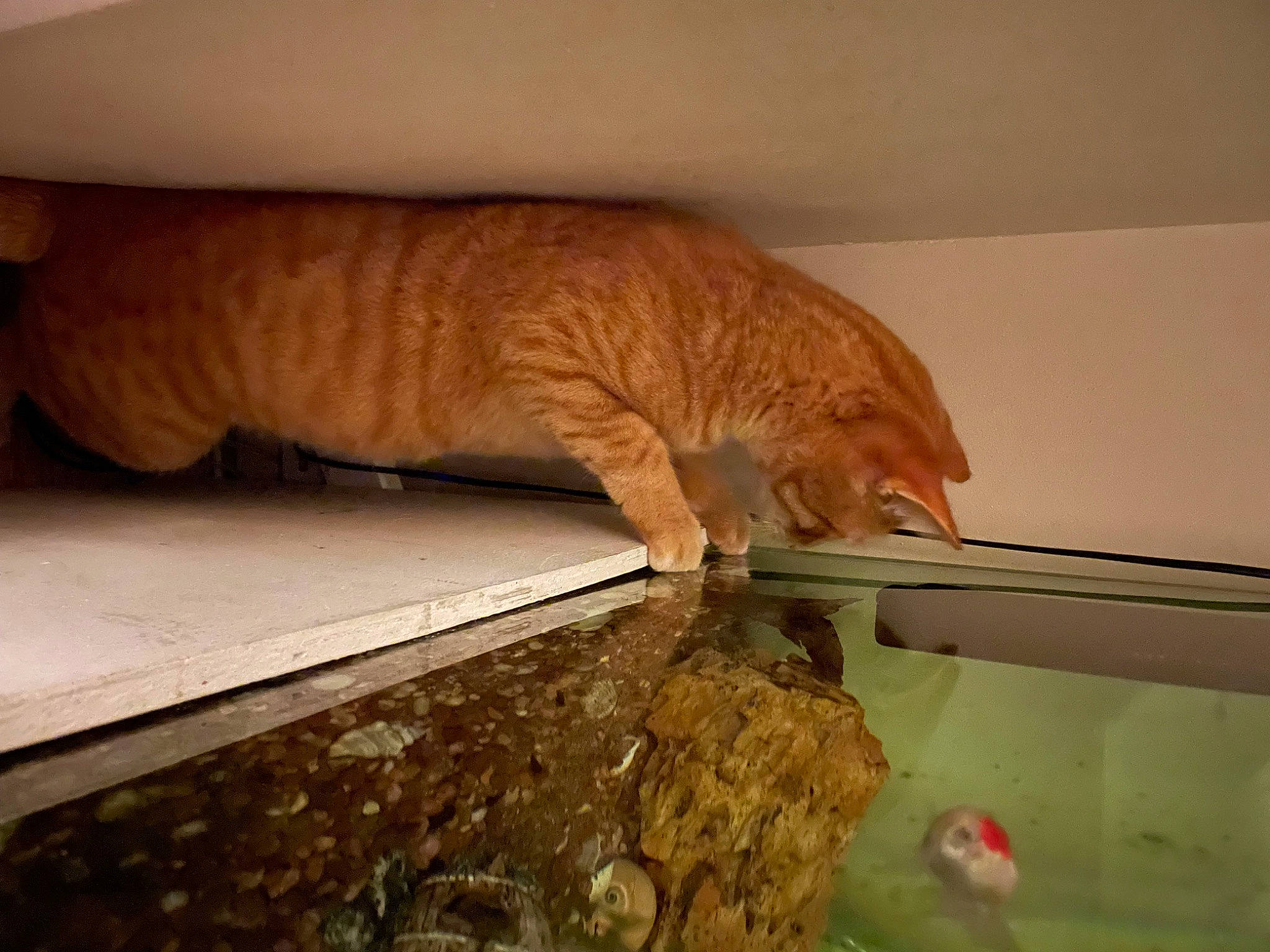 Xeon joined the competition — help win amazing prizes! animal_feed, carnivore, cat, claw, comfort, domestic_short_haired_cat, fawn, felidae, flooring, fur, hardwood, linens, pet_supply, room, small_to_medium_sized_cats, tail, terrestrial_animal, tints_and_shades, whiskers, wood