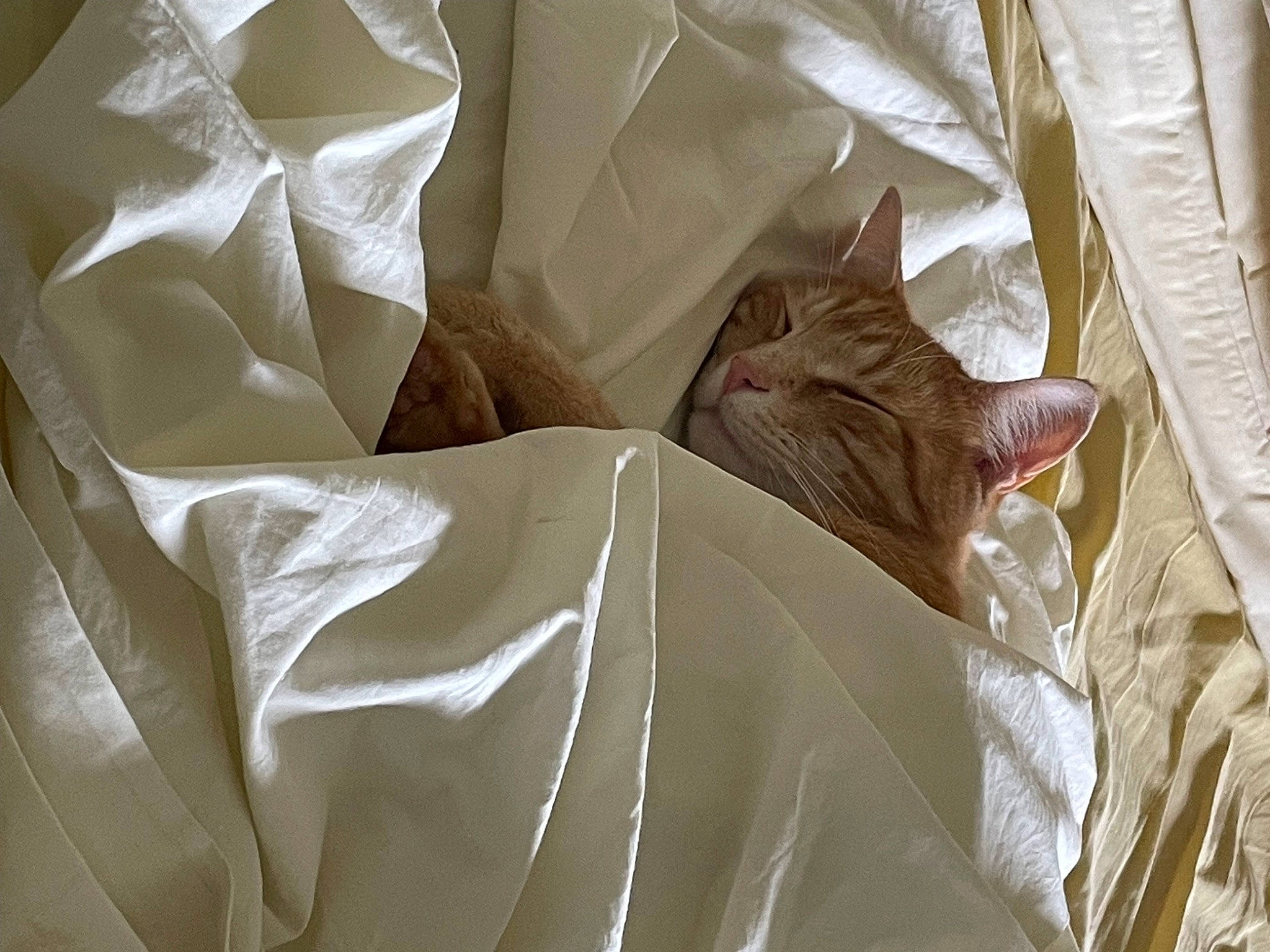 Xeon joined the competition — help win amazing prizes! bag, bed_sheet, bedding, beige, carnivore, cat, comfort, felidae, fur, linens, packaging_and_labeling, paper_bag, paper_product, pattern, peach, plant, room, small_to_medium_sized_cats, whiskers, wood