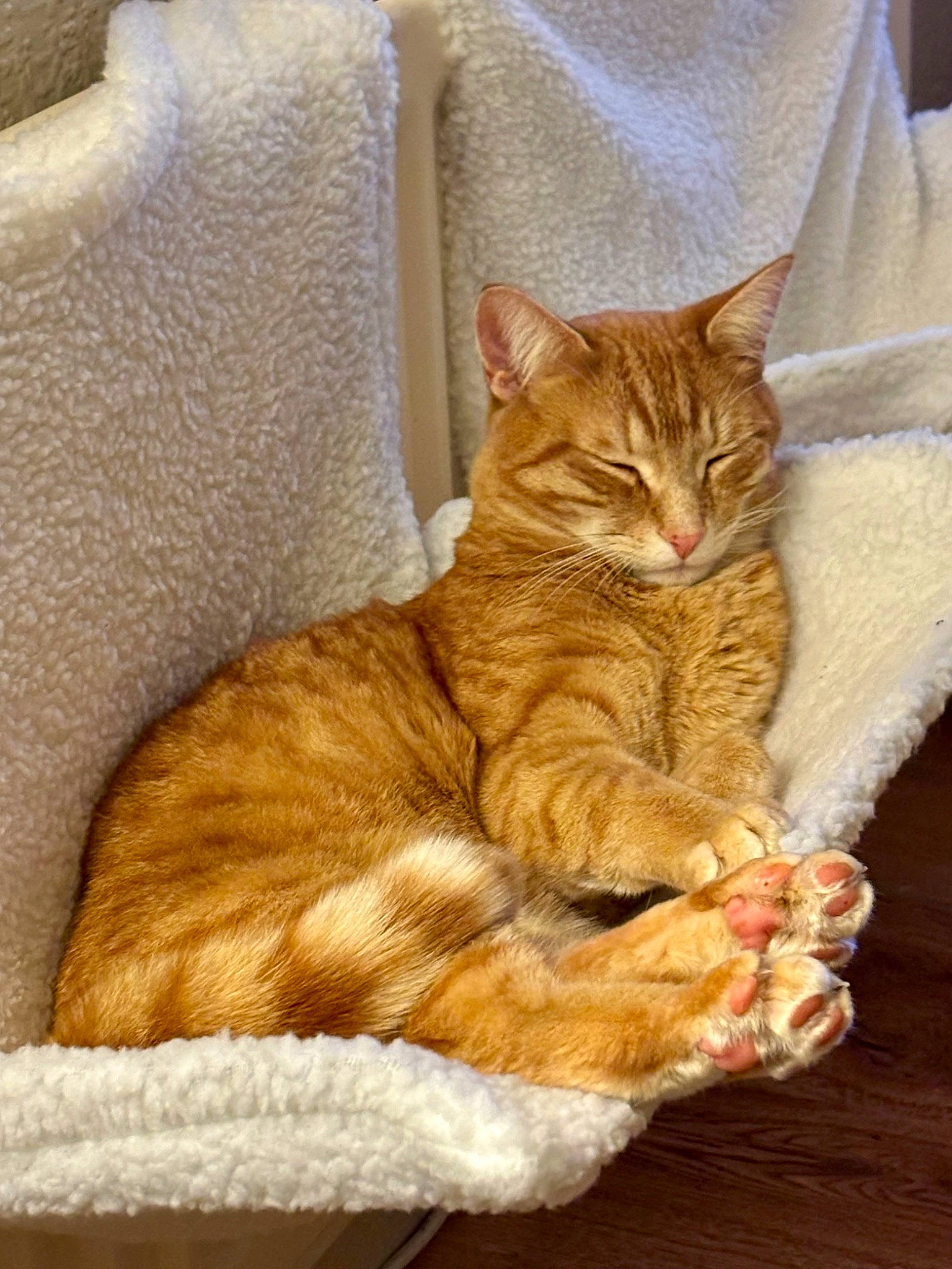 Xeon joined the competition — help win amazing prizes! carnivore, cat, cat_supply, claw, comfort, domestic_short_haired_cat, fawn, felidae, fur, linens, nap, paw, peach, small_to_medium_sized_cats, tail, tree, whiskers, wood