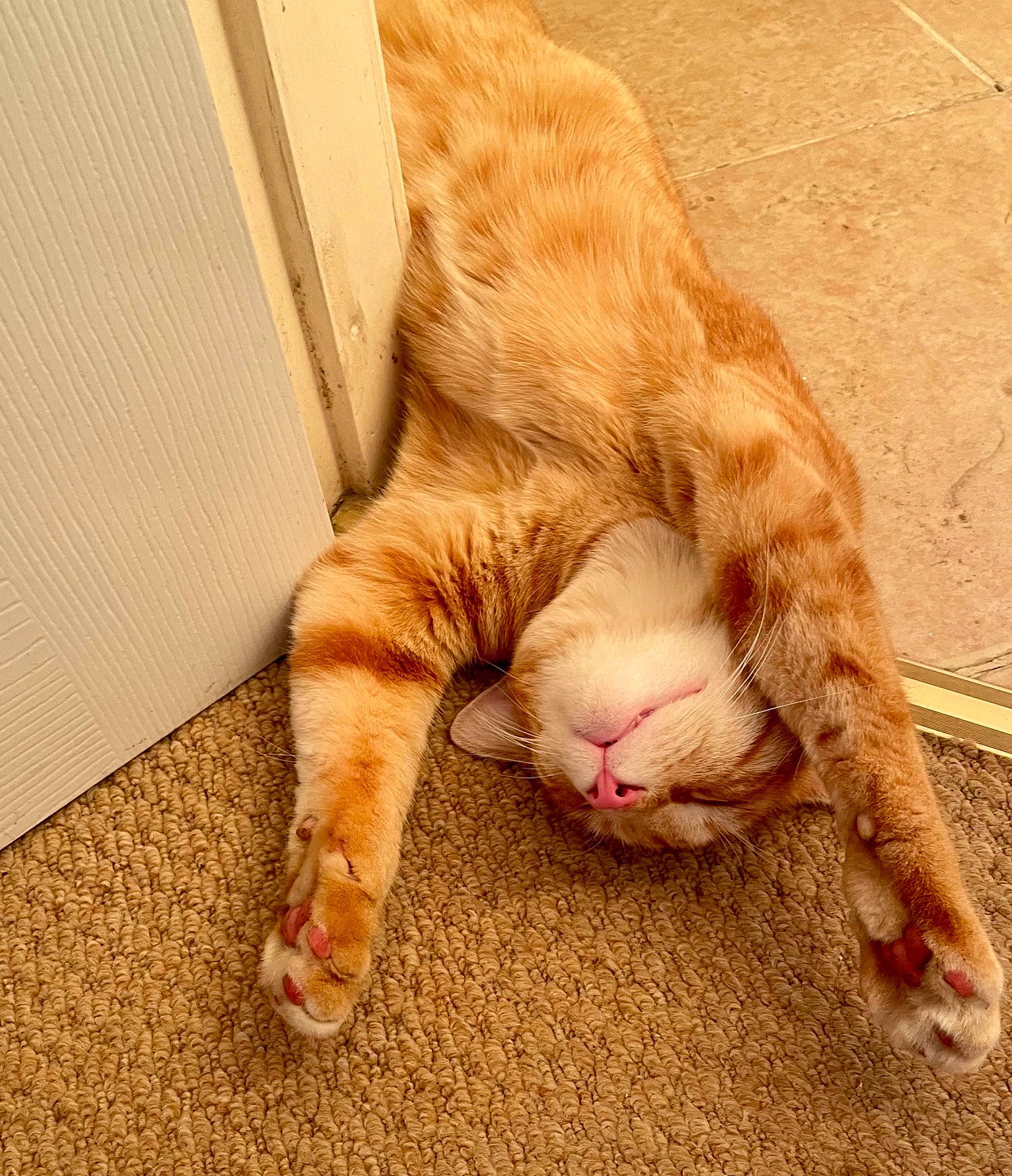 Xeon joined the competition — help win amazing prizes! carnivore, cat, claw, comfort, domestic_short_haired_cat, fawn, felidae, flooring, foot, fur, hardwood, human_leg, nap, paw, small_to_medium_sized_cats, tail, terrestrial_animal, vertebrate, whiskers, wood