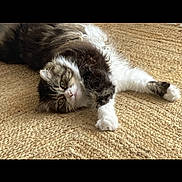 Mallow participe au concours pour gagner de l'argent avec cette photo : animal, brown, cat, curious, cute, domestic, eyes, fluffy, fur, indoor, lying_down, mammal, paws, pet, relaxed, resting, stretching, texture, white, woven_rug