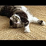 animal, brown, cat, curious, cute, domestic, eyes, fluffy, fur, indoor, lying_down, mammal, paws, pet, relaxed, resting, stretching, texture, white, woven_rug
