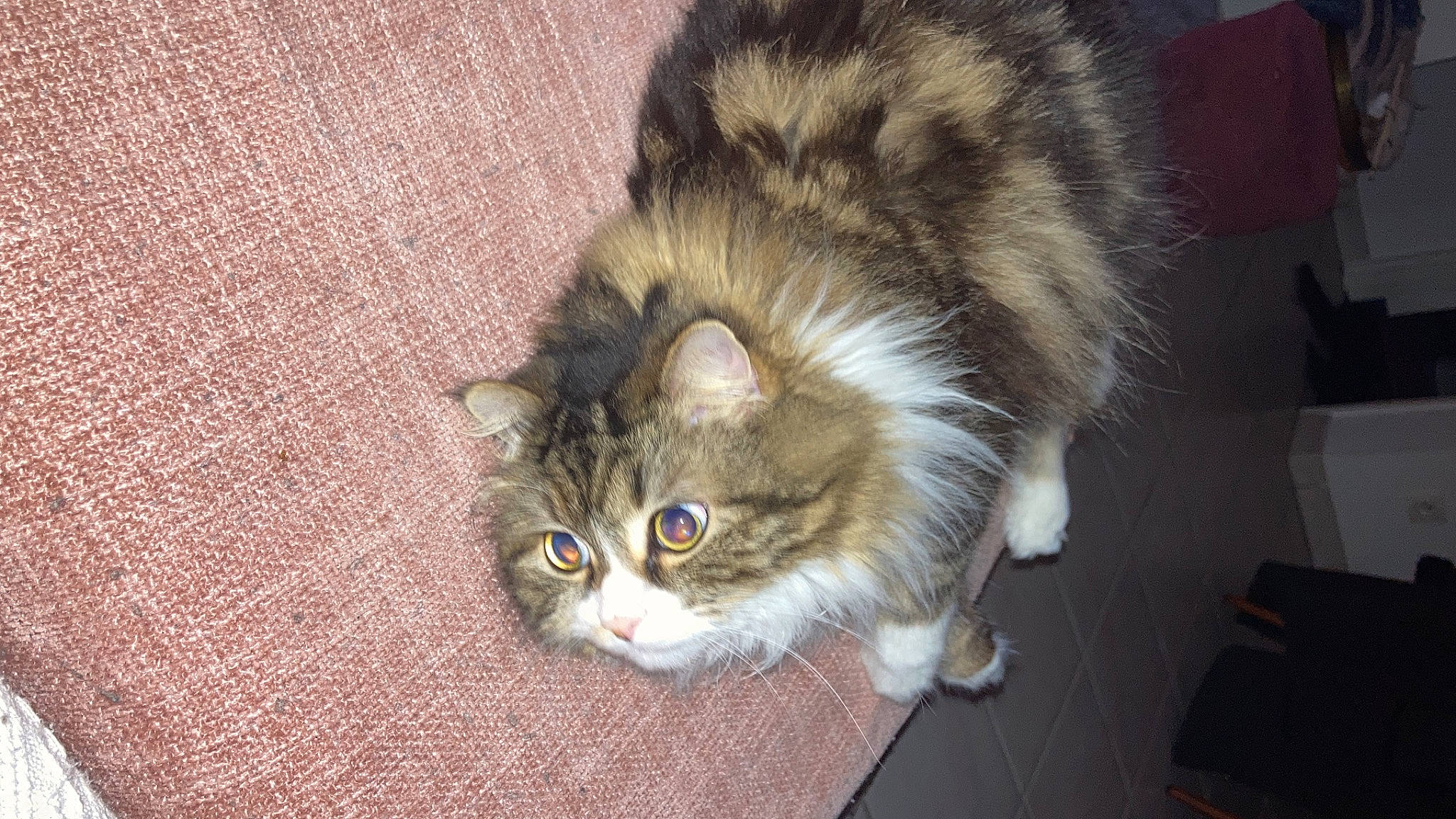 Mallow a rejoint le concours — aidez-le/la à gagner de superbes lots ! carnivore, cat, claw, domestic_short_haired_cat, fawn, felidae, flooring, fur, iris, paw, small_to_medium_sized_cats, snout, tail, terrestrial_animal, whiskers