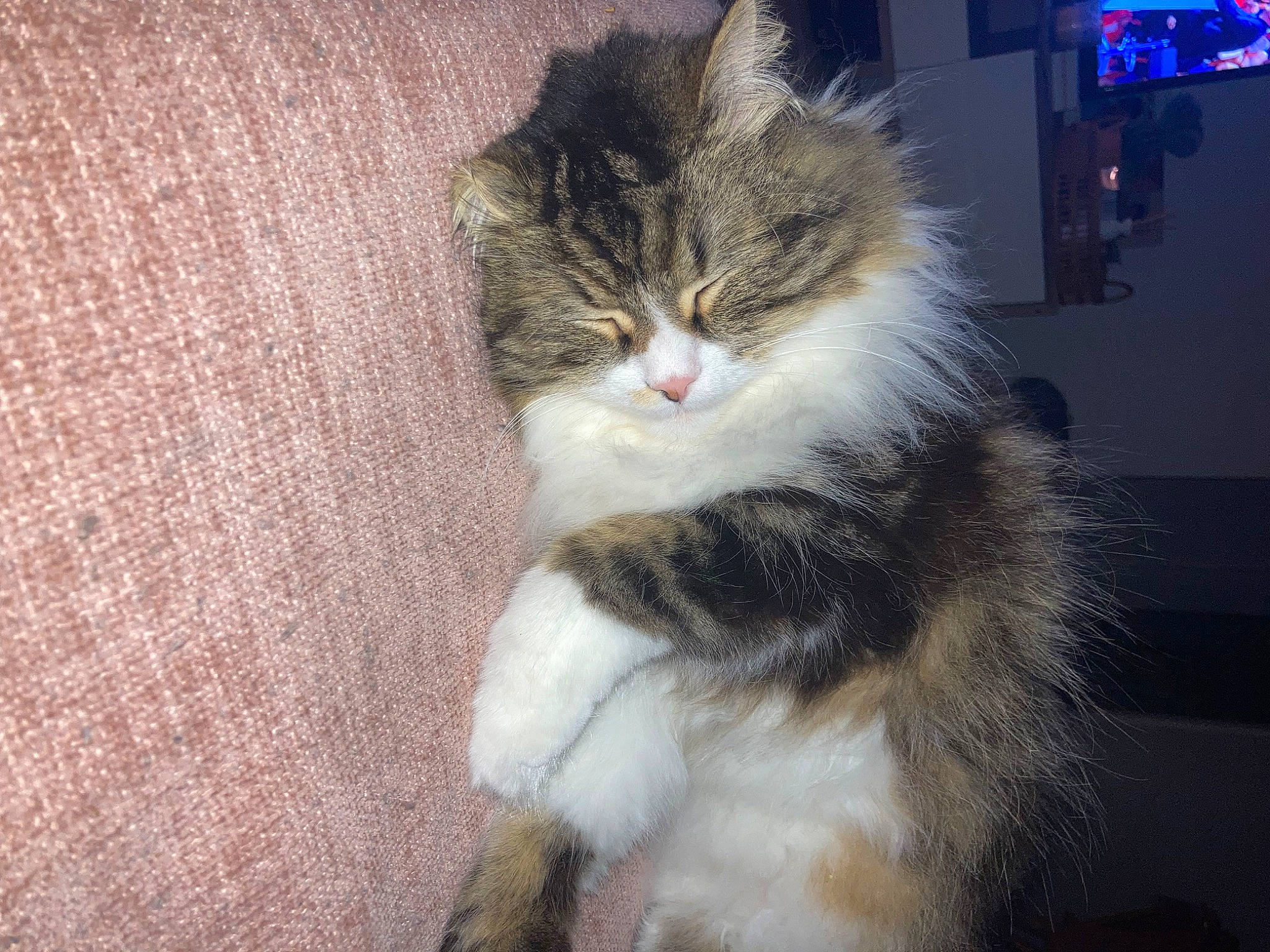 Mallow participe au concours pour gagner de l'argent avec cette photo : art, carnivore, cat, claw, domestic_short_haired_cat, felidae, flooring, fur, paw, sitting, small_to_medium_sized_cats, snout, tail, terrestrial_animal, whiskers, wood