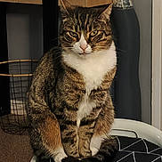 Oreo participe au concours pour gagner de l'argent avec cette photo : abyssinian, animal, architecture, bookcase, building, cat, chair, closet, couch, cupboard, den, furniture, hardwood, indoors, kitten, livingroom, manx, pet, shelf, wood