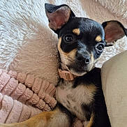 Baya participe au concours pour gagner de l'argent avec cette photo : puppy, dog, black_and_tan, small_dog, portrait, close_up, face, ears, eyes, nose, collar, blanket, fluffy, pink, cozy, indoor, pet, cute, sitting, relaxed