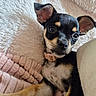 puppy, dog, black_and_tan, small_dog, portrait, close_up, face, ears, eyes, nose, collar, blanket, fluffy, pink, cozy, indoor, pet, cute, sitting, relaxed