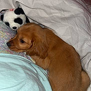 Dolly joined the competition — help win amazing prizes! puppy, dog, bed, blanket, plush_toy, panda, sleepy, cozy, indoor, fur, cute, resting, soft, animal, pet, comfort, brown, snuggling, young, cuddly