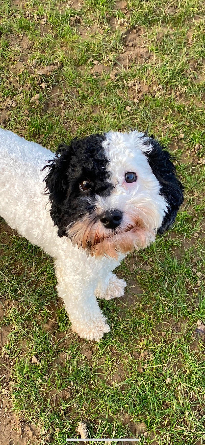 Bernie joined the competition — help win amazing prizes! art, canidae, carnivore, companion_dog, dog, dog_breed, dog_collar, fur, grass, maltepoo, plant, small_terrier, snout, soil, sporting_group, terrier, toy_dog, water_dog, working_animal, yorkipoo