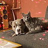 dog, cat, couch, living_room, heart_bokeh, pet, cozy, gray_cat, brown_dog, furniture, carpet, table, speaker, window, indoor, animal, friendship, relaxing, cute, snuggling