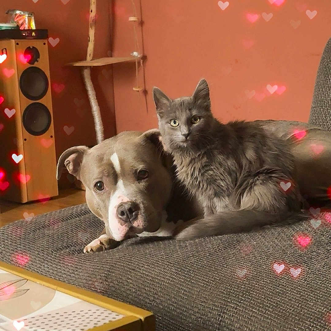 Simba a rejoint le concours — aidez-le/la à gagner de superbes lots ! dog, cat, couch, living_room, heart_bokeh, pet, cozy, gray_cat, brown_dog, furniture, carpet, table, speaker, window, indoor, animal, friendship, relaxing, cute, snuggling