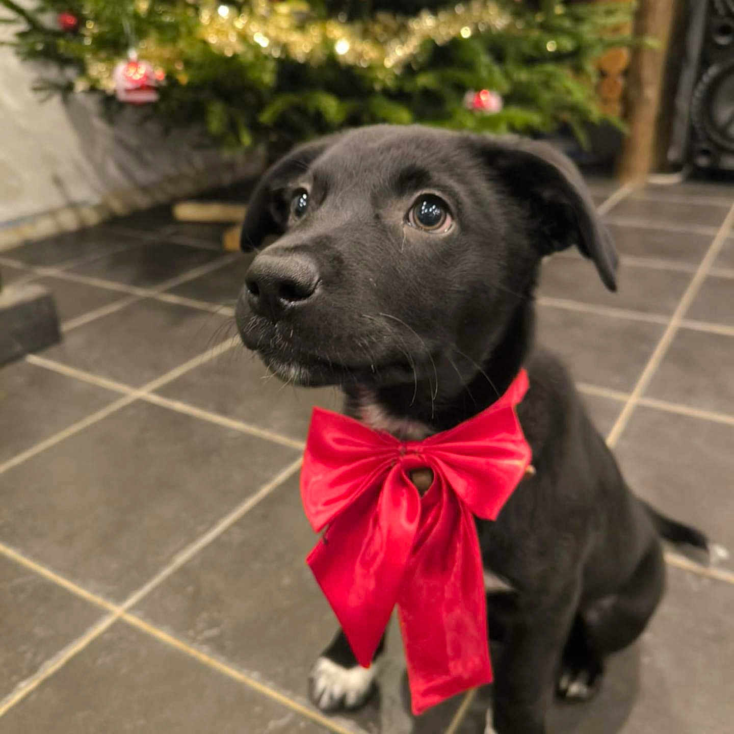 Zorro participe au concours pour gagner de l'argent avec cette photo : accessories, animal, canine, christmas, christmasdecorations, christmastree, dog, festival, flower, flowerarrangement, formalwear, hound, labradorretriever, pet, plant, pottedplant, puppy, slate, tie, tree