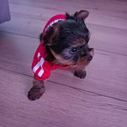 Chiffon a rejoint le concours — aidez-le/la à gagner de superbes lots ! puppy, dog, pet, small, red_sweater, floor, wooden_floor, indoor, animal, cute, walking, young, fur, ears, black, brown, adorable, companion, domestic, curious