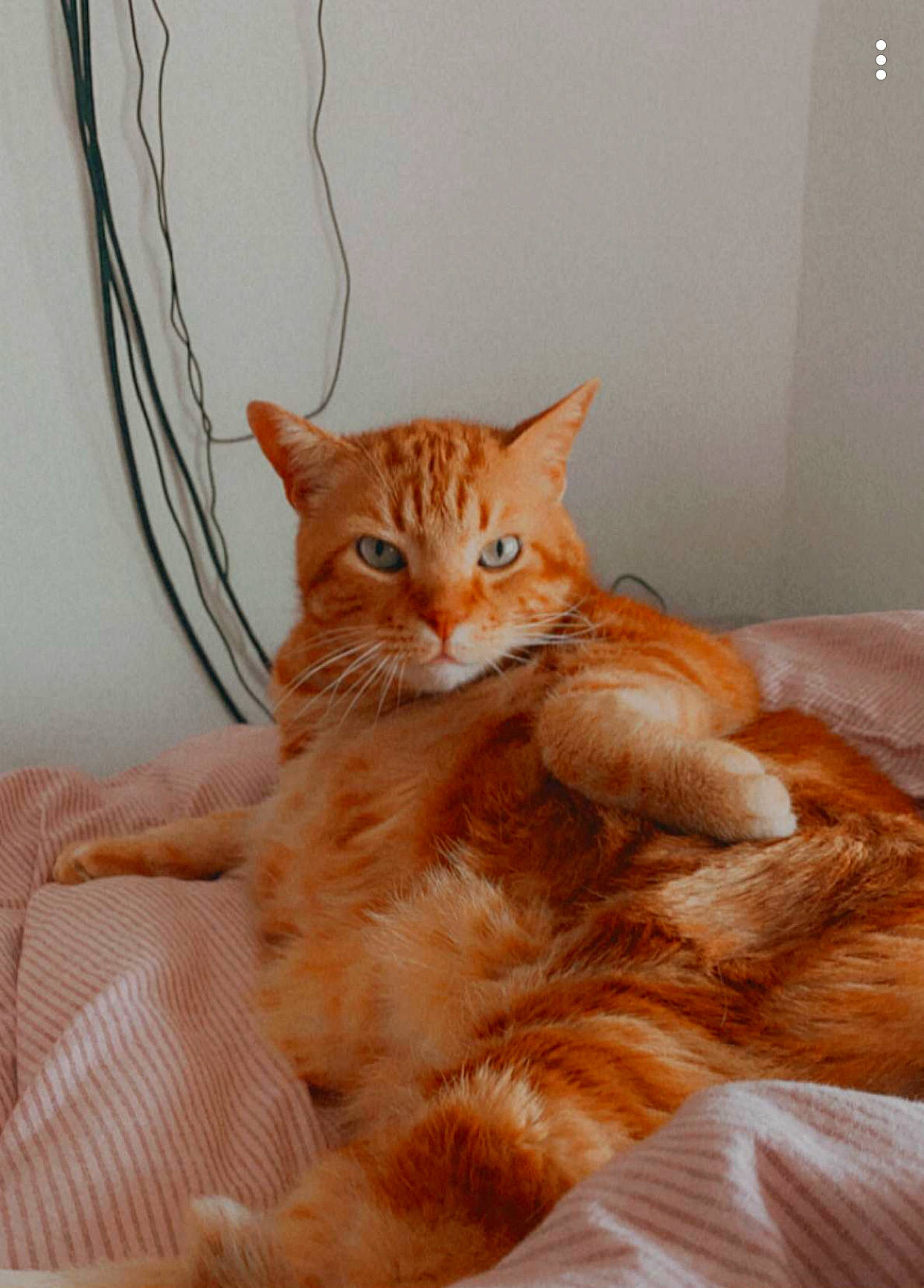 Coco a rejoint le concours — aidez-le/la à gagner de superbes lots ! carnivore, cat, cat_supply, claw, comfort, domestic_short_haired_cat, fawn, felidae, foot, fur, linens, paw, peach, sitting, small_to_medium_sized_cats, snout, tail, terrestrial_animal, whiskers, wood