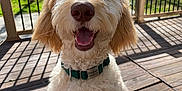 Domer is registered to the contest to win money with this photo: animal, canine, collar, curly_fur, deck, dog, fence, fluffy, greenery, happy, nature, outdoor, pet, playful, sitting, smiling, summer, sunlight, tongue_out, wooden_floor