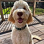 animal, canine, collar, curly_fur, deck, dog, fence, fluffy, greenery, happy, nature, outdoor, pet, playful, sitting, smiling, summer, sunlight, tongue_out, wooden_floor