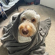 Domer is registered to the contest to win money with this photo: animal, bedroom, blanket, carpet, comfort, cozy, cute, dog, domestic_animal, ears, fur, fur_texture, home, indoor, looking_up, mammal, pet, relaxed, snout, wrapped