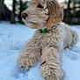 Domer joined the competition — help win amazing prizes! animal, background_blur, canine, curly_fur, cute, daylight, dog, fur, green_collar, lying_down, muzzle, nature, outdoor, paw, pet, profile_view, relaxed, snow, tree, winter