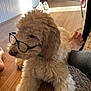 Domer is registered to the contest to win money with this photo: bare_feet, brown, carpet, casual, collar, companion, cute, dog, fluffy, furniture, glasses, home, indoor, person, pet, relaxed, resting, shoes, sunlight, wooden_floor
