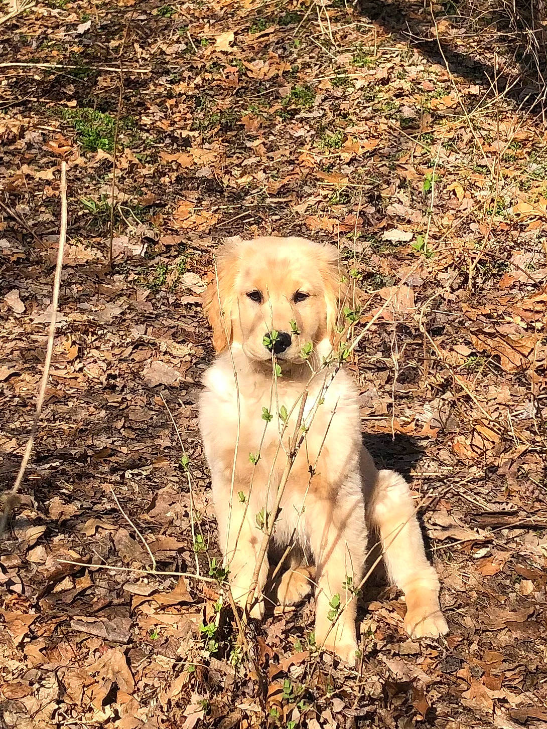 Kona Bear is registered to the contest to win money with this photo: canidae, carnivore, companion_dog, dog, dog_breed, forest, garden_hose, grass, gun_dog, labrador_retriever, plant, retriever, soil, tail, terrestrial_animal, tree, wood, working_terrier