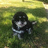 Teddybear joined the competition — help win amazing prizes! dog, curly_fur, black_and_white, grass, park, sunny, outdoor, leash, happy, pet, canine, nature, tree, pathway, shade, panting, sitting, greenery, daylight, animal