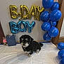 Teddybear is registered to the contest to win money with this photo: balloons, birthday, black_and_white_dog, blue_balloons, celebration, curly_fur, cute, decorations, dog, festive, floor, gift_bag, gold_balloons, indoor, party, pet, small_dog, wall, white_sheet, wooden_trim
