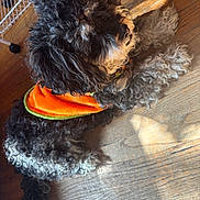 Teddybear joined the competition — help win amazing prizes! animal, bandana, black_and_white, canine, companion, curly_hair, cute, dog, domestic_animal, floor, fur, indoor, laying_down, orange_bandana, pet, relaxed, resting, shadow, sunlight, wooden_floor