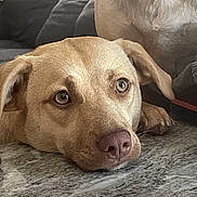 Luna joined the competition — help win amazing prizes! animal, canine, close_up, companion, couch, dog, domestic, ears, eyes, face, furniture, granite_countertop, indoor, light_brown, lying_down, mammal, nose, pet, resting, thoughtful