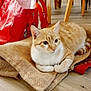 animal, burlap_sack, cat, chair_legs, cute, domestic_animal, feline, flooring, fur, home, indoor, mammal, orange_cat, pet, red_bag, relaxed, resting, whiskers, white_cat, wooden_floor