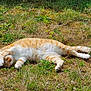 Poppy participe au concours pour gagner de l'argent avec cette photo : animal, cat, closeup, cute, feline, grass, greenery, lying_down, moss, nature, orange_cat, outdoor, paw, pet, relaxed, resting, sleeping, summer, sunlight, white_cat