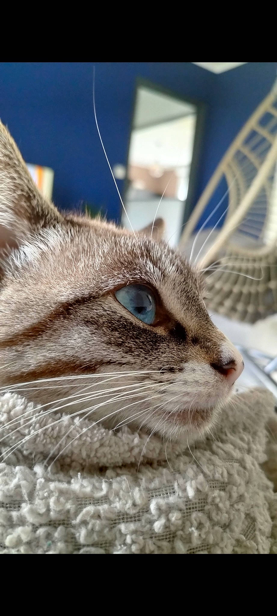 Raya participe au concours pour gagner de l'argent avec cette photo : carnivore, cat, domestic_short_haired_cat, ear, eyelash, felidae, fur, grass, iris, pet_supply, small_to_medium_sized_cats, snout, terrestrial_animal, whiskers, wildlife, window