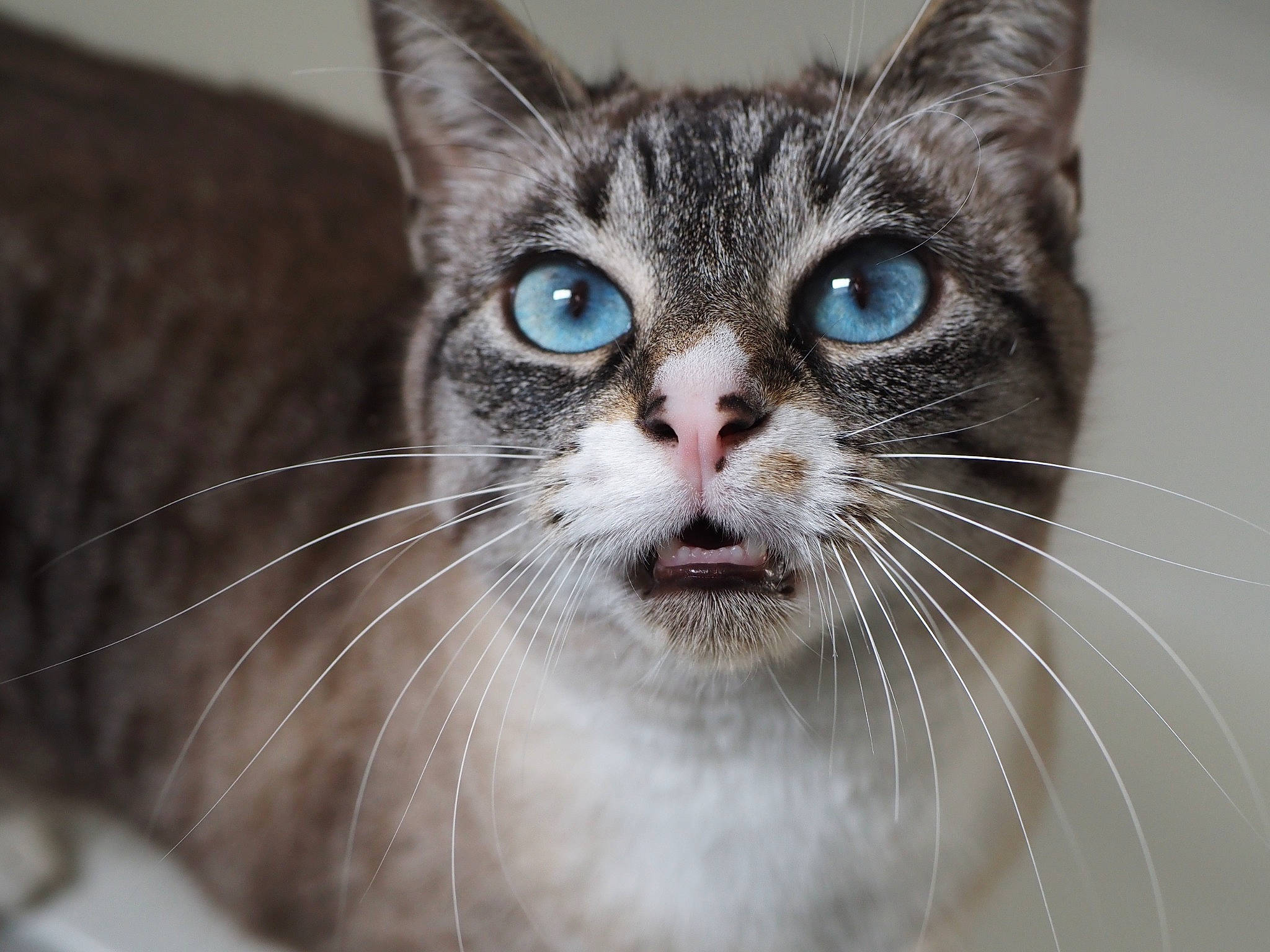 Raya participe au concours pour gagner de l'argent avec cette photo : carnivore, cat, close_up, domestic_short_haired_cat, door, felidae, fur, paw, small_to_medium_sized_cats, snout, terrestrial_animal, whiskers, wildlife