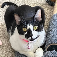 Libby is registered to the contest to win money with this photo: animal, bell, black_and_white, carpet, cat, cat_tree, close_up, collar, curious, cute, domestic_animal, ears, feline, fur, indoor, paws, pet, resting, whiskers, yellow_eyes