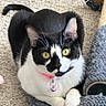 animal, bell, black_and_white, carpet, cat, cat_tree, close_up, collar, curious, cute, domestic_animal, ears, feline, fur, indoor, paws, pet, resting, whiskers, yellow_eyes