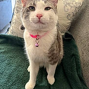 Frozen joined the competition — help win amazing prizes! bell, blanket, cat, closeup, collar, couch, cute, domestic_animal, ears, eyes, feline, fur, household, indoor, nose, pet, pillow, pink, sitting, whiskers