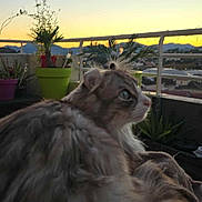 Tipunch participe au concours pour gagner de l'argent avec cette photo : animal, balcony, blue_eyes, cat, feline, fluffy, fur, home, mountains, nature, outdoor, peaceful, pet, plant_pots, plants, railing, relaxed, sky, sunset, twilight