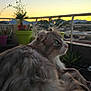 animal, balcony, blue_eyes, cat, feline, fluffy, fur, home, mountains, nature, outdoor, peaceful, pet, plant_pots, plants, railing, relaxed, sky, sunset, twilight