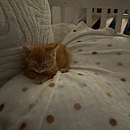 Telemachus is registered to the contest to win money with this photo: animal, blanket, cat, cozy, cushion, cute, fur, furniture, home, indoor, kitten, orange_cat, pet, polka_dots, relaxing, resting, sleeping, small, soft_texture, warm_light