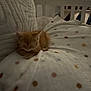animal, blanket, cat, cozy, cushion, cute, fur, furniture, home, indoor, kitten, orange_cat, pet, polka_dots, relaxing, resting, sleeping, small, soft_texture, warm_light