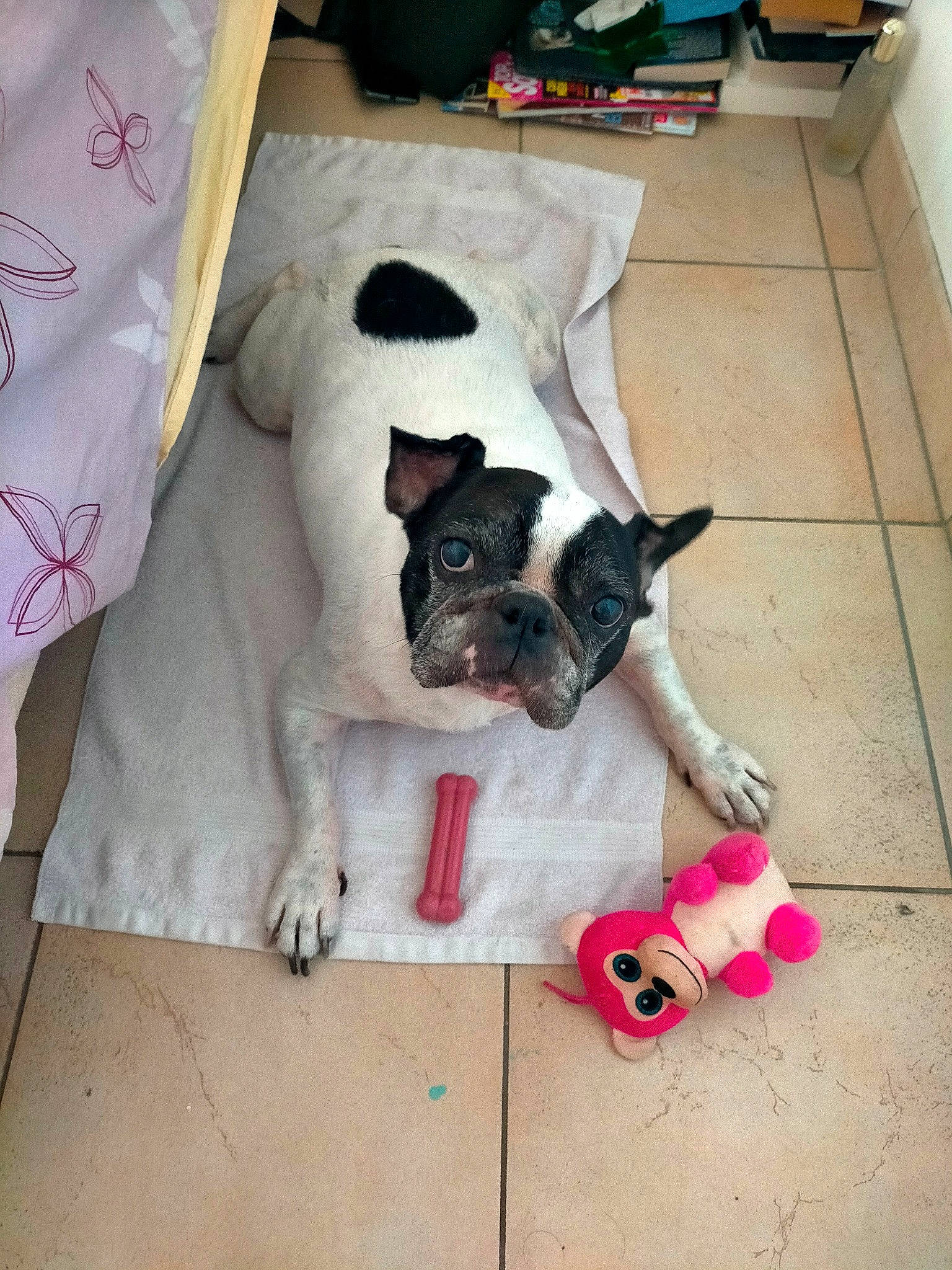 Nibbler