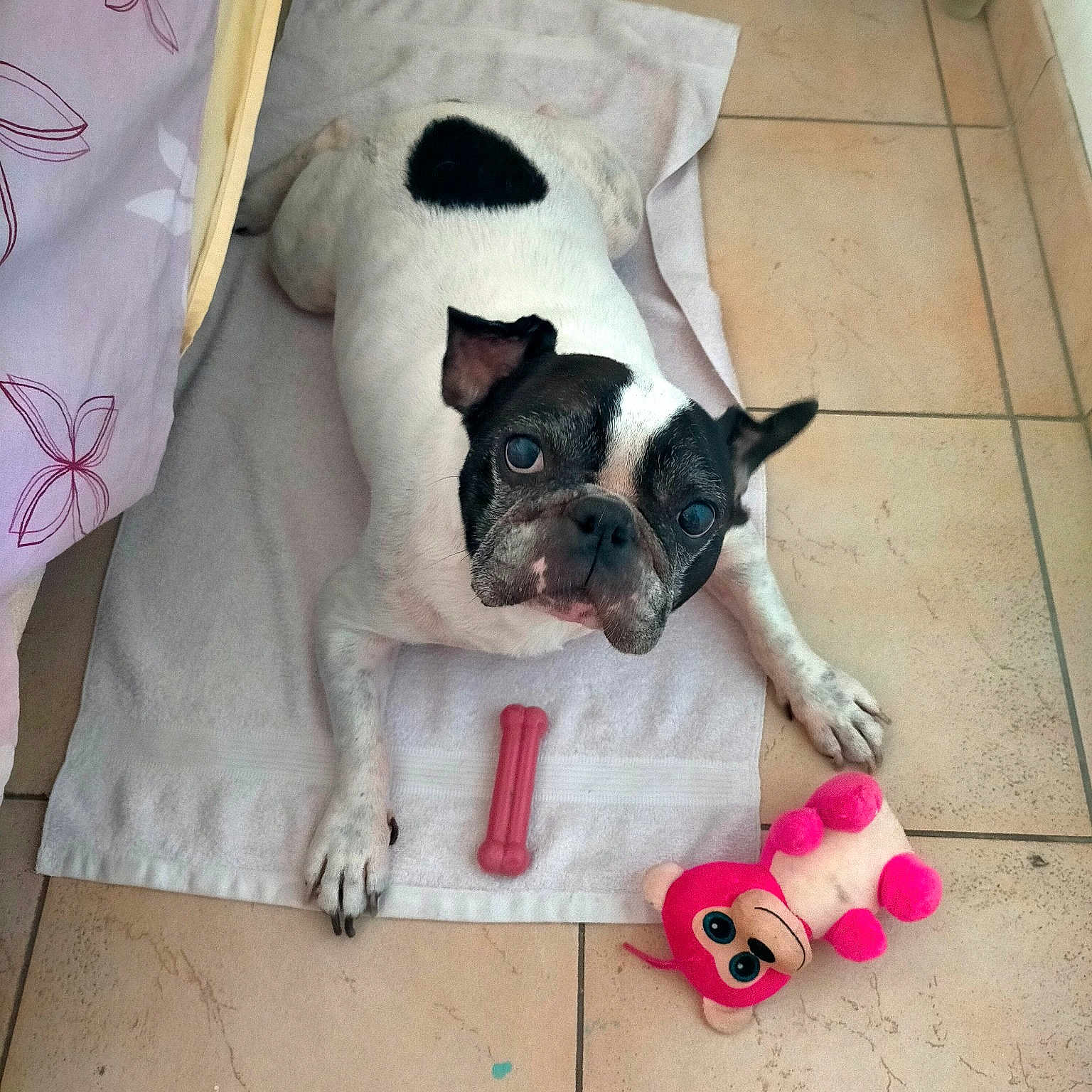 Nibbler