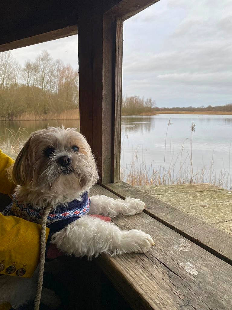 Lucky is registered to the contest to win money with this photo: canidae, carnivore, cloud, companion_dog, dog, dog_breed, fawn, grass, lake, liver, plant, shih_tzu, sky, snout, sporting_group, toy_dog, tree, water, wood, working_animal