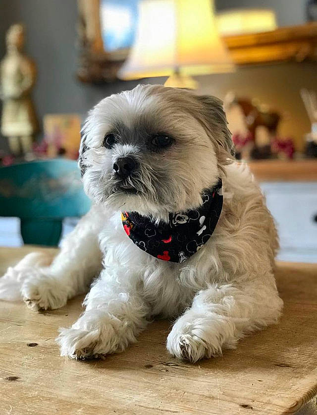 Lucky is registered to the contest to win money with this photo: canidae, carnivore, companion_dog, dog, dog_breed, dog_supply, fur, mal_shi, maltepoo, non_sporting_group, picture_frame, poodle_crossbreed, shih_tzu, small_terrier, snout, sporting_group, tail, terrier, toy_dog, working_animal