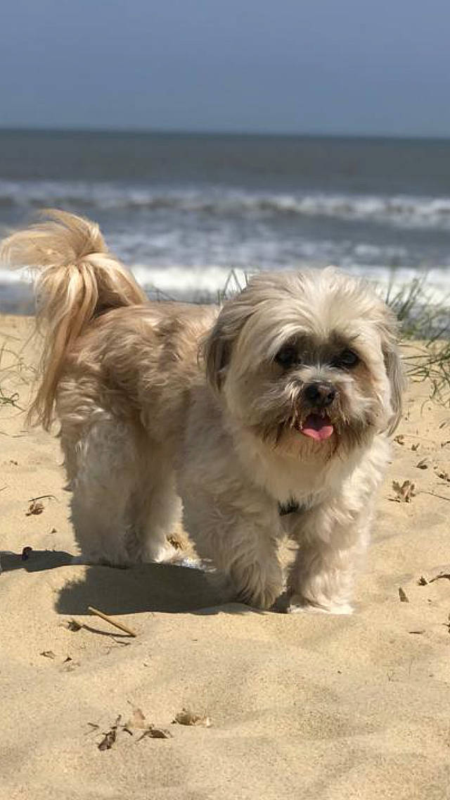 Lucky is registered to the contest to win money with this photo: beach, canidae, carnivore, companion_dog, dog, dog_breed, dog_supply, fawn, fur, liver, mal_shi, mammal, shih_tzu, small_terrier, snout, sporting_group, terrier, toy_dog, water, working_animal