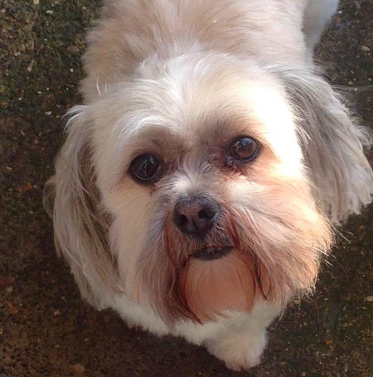 Lucky is registered to the contest to win money with this photo: biewer_terrier, canidae, carnivore, companion_dog, dog, dog_breed, eye, fur, liver, mal_shi, maltepoo, shih_poo, shih_tzu, small_terrier, snout, sporting_group, terrestrial_animal, terrier, toy_dog, working_animal