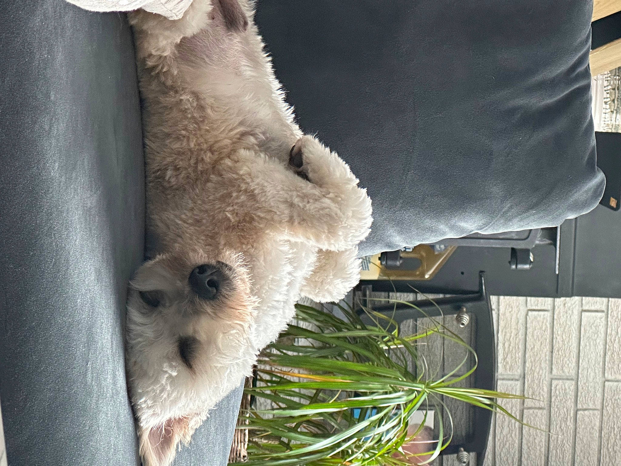 David is registered to the contest to win money with this photo: bear, canidae, carnivore, companion_dog, dog_breed, fawn, flowerpot, fur, grass, houseplant, panda, plant, plush, snout, sporting_group, stuffed_toy, tail, toy, trunk, wood