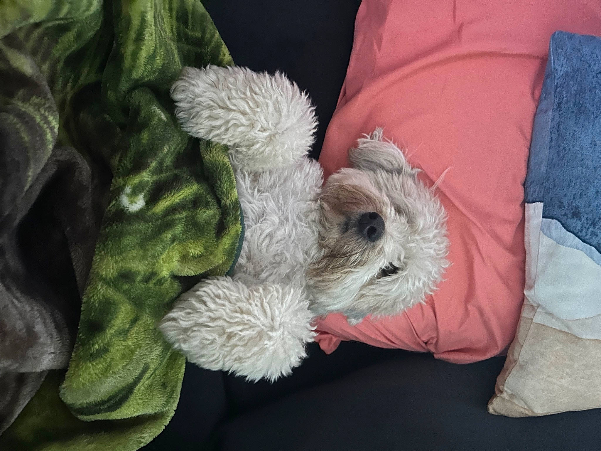 David is registered to the contest to win money with this photo: canidae, carnivore, cockapoo, comfort, companion_dog, dog, dog_breed, dog_clothes, dog_collar, dog_supply, fur, labradoodle, poodle_crossbreed, puppy_love, schnauzer, small_terrier, sporting_group, stuffed_toy, terrier, toy_dog