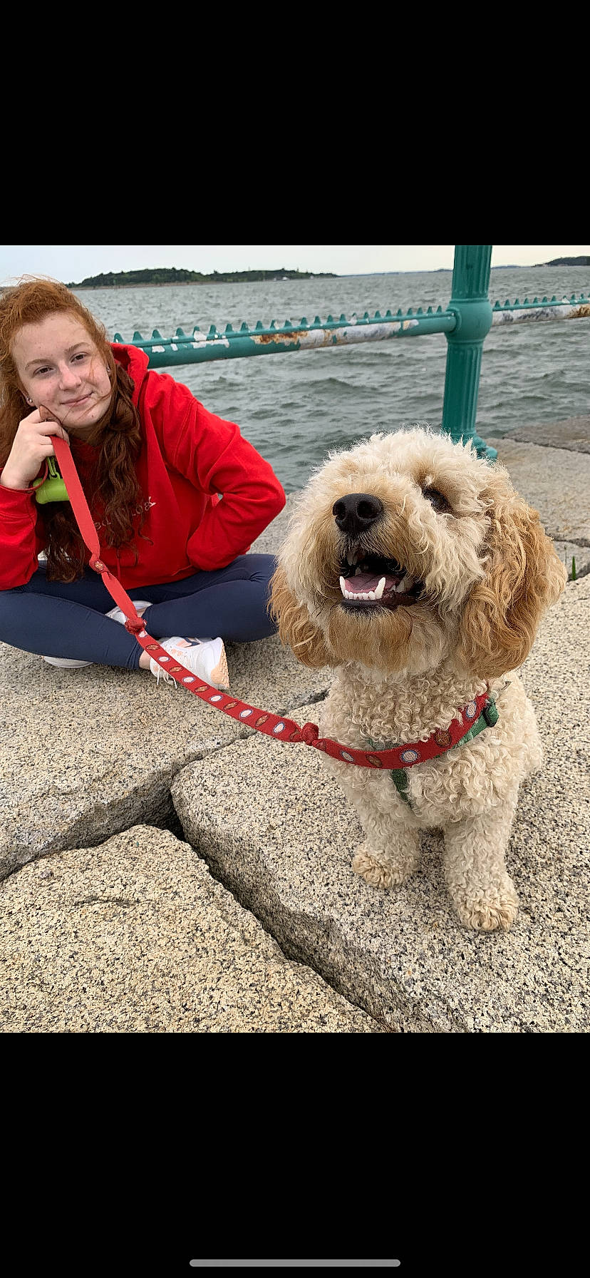 Killian is registered to the contest to win money with this photo: carnivore, collar, companion_dog, dog, dog_breed, dog_collar, fashion_accessory, fun, glasses, happy, labradoodle, leash, personal_protective_equipment, poodle, smile, sporting_group, terrier, toy_dog, water, working_animal