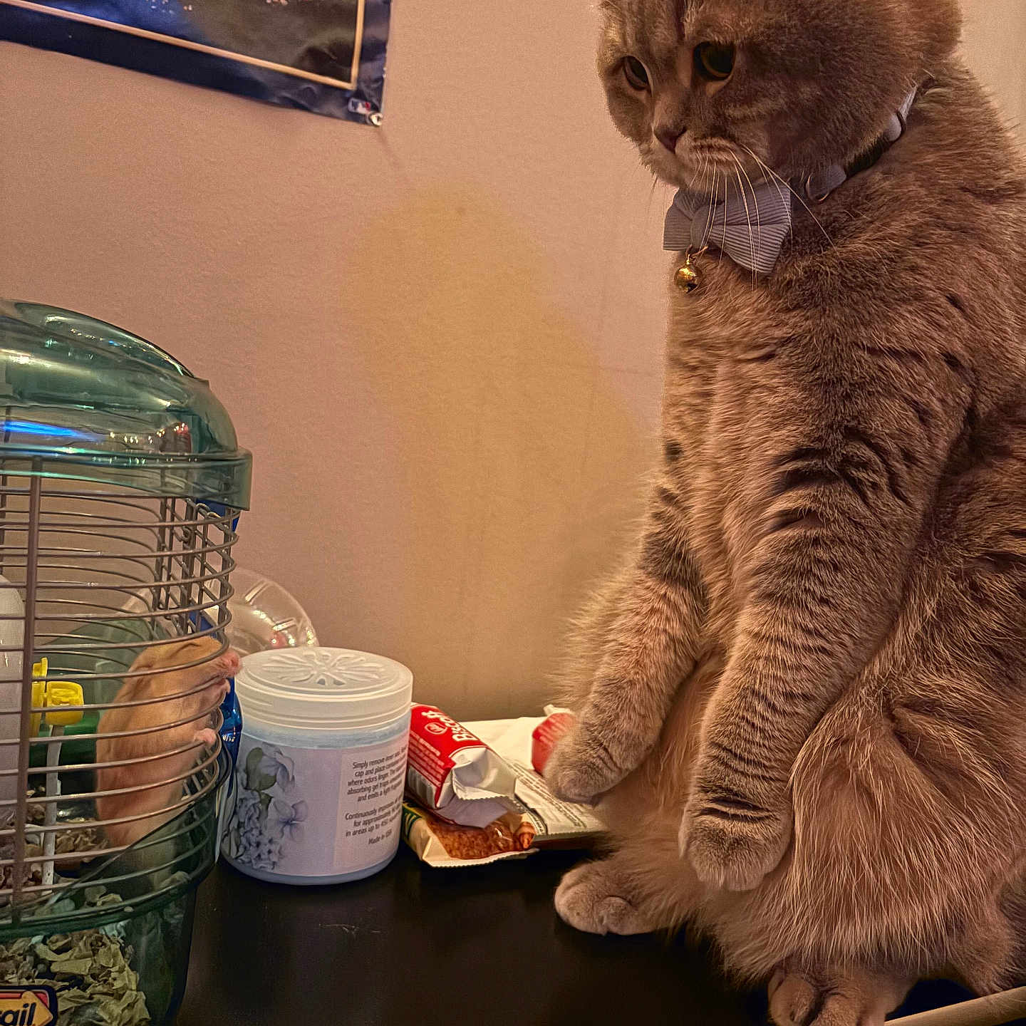 Auggie joined the competition — help win amazing prizes! cat, hamster, pet, cage, table, bow_tie, curious, furry, indoor, small_animal, food_packaging, container, poster, wall, closeup, domestic, furniture, side_view, companion_animals, cute